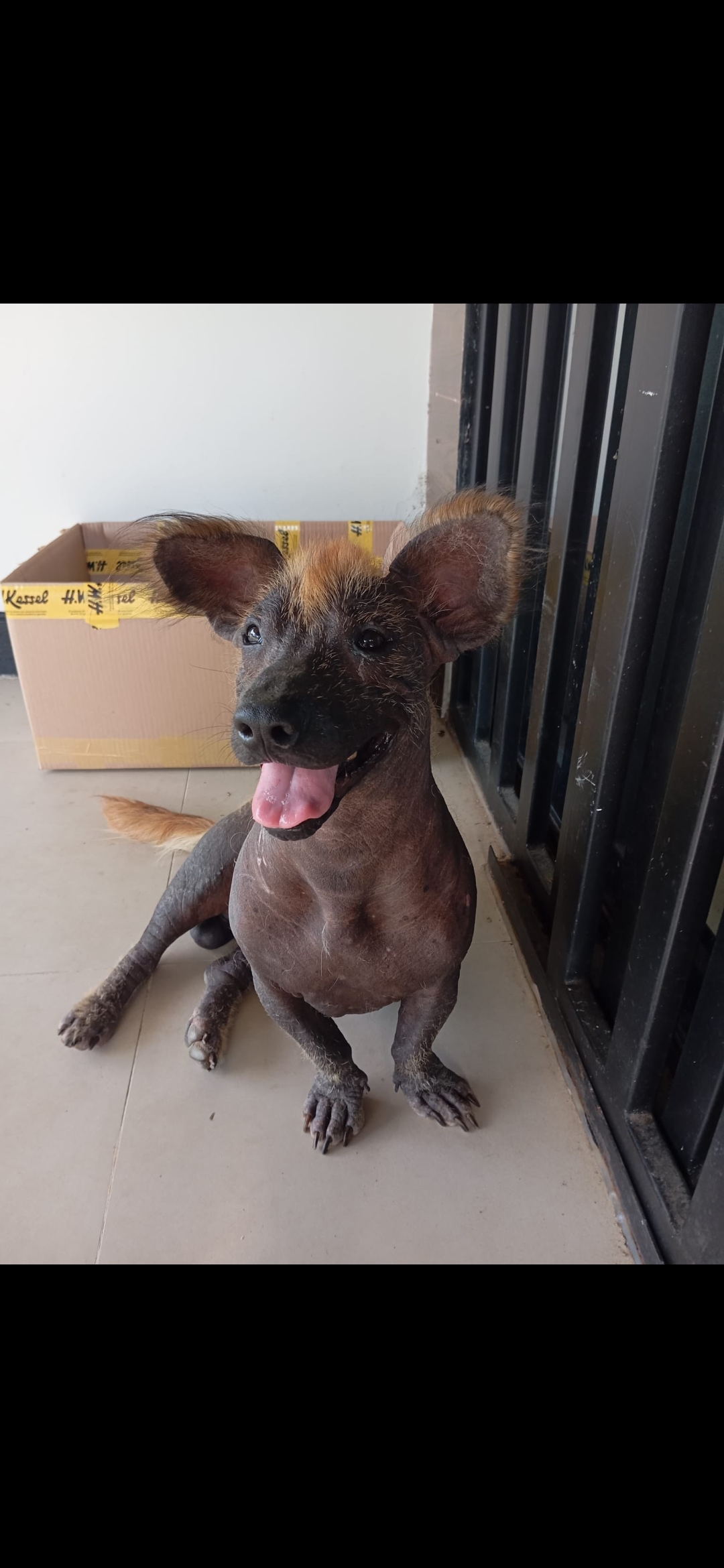 Logo de Les champions du monde d'europe